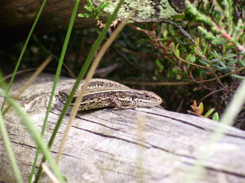 Zootoca vivipara: chiedo conferma